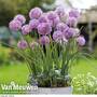 Allium carolinianum 'Rosy Dream'
