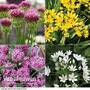 Allium Collection