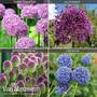 Allium Collection