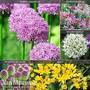 Allium 'Cottage Garden Collection'