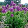 Allium Lavender Bubbles