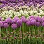 Allium Nurserymans Choice