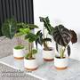 Alocasia Cuprea Mix