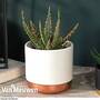 Aloe zebrina 'Dannyz' (House plant)
