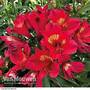 Alstroemeria 'Summer Lovely'