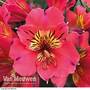 Alstroemeria 'Holiday Valley'
