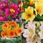 Alstroemeria Nurserymans Choice Mix