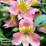 Alstroemeria 'Summer Break'