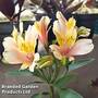Alstroemeria 'Avanti'