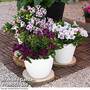 Alstroemeria inticancha 'Purple Passion Collection'