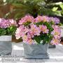 Alstroemeria Inticancha Sunday