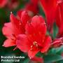 Alstroemeria 'Wild Valley'