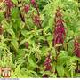 Amaranthus caudatus 'Pony Tails Mixed'