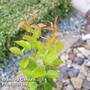 Amelanchier 'Rainbow Pillar'