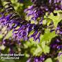 Salvia 'Amistad'