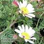 Anacyclus depressus