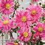 Anemone 'Bressingham Glow'