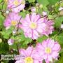Anemone hupehensis 'Pamina'