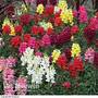 Antirrhinum 'Sonnet Mixed'