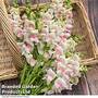 Antirrhinum majus 'Potomac Apple Blossom' F1