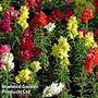 Antirrhinum 'Aromas Mixed'