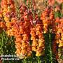 Antirrhinum 'Komodo Orange'