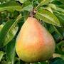 Pear 'Doyenne du Comice' (Mini Fruit Tree)