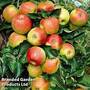 Apple 'Jonagold'
