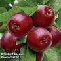 Crab Apple 'Maypole Column'