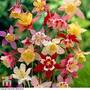 Aquilegia x hybrida 'McKana Giants Mixed'