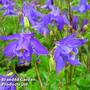 Aquilegia Alpina