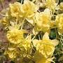 Aquilegia 'Sunshine'