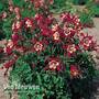Aquilegia 'Danish Dwarf'