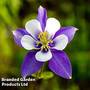 Aquilegia 'Blue Star'