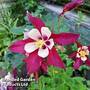 Aquilegia 'Crimson Star'