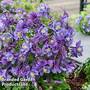 Aquilegia Earlybird Purple Blue