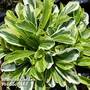 Arabis ferdinandi-coburgi 'Old Gold'