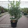 Arbutus unedo 'Roselily'