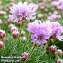 Armeria caespitosa