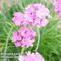 Armeria maritima