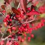 Aronia x prunifolia 'Brilliant'