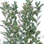 Aronia melanocarpa 'Hugin'