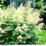 Aruncus dioicus