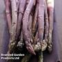 Asparagus 'Burgundine' (Spring/ Autumn Planting)