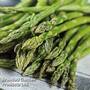 Asparagus 'Gijnlim' (Spring/ Autumn Planting)