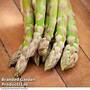 Asparagus officinalis 'Guelph Millennium' (Spring/Autumn Planting)