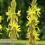 Asphodeline 'Yellow Candle'