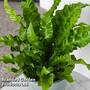 Asplenium nidus 'Crispy Wave'