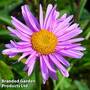 Aster alpinus 'Happy End'