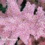 Astilbe Censation™ 'Glitter & Glamour'